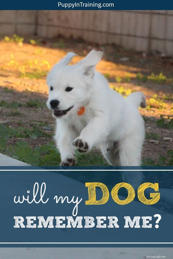 Will Your Service Dog Remember You After a Month or a Year? Training Tips for Longevity