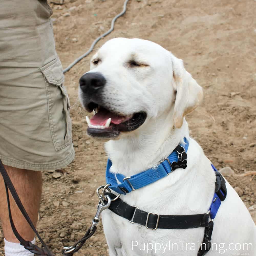 2019 Guide to the Best Dog Foods, Treats & Toys