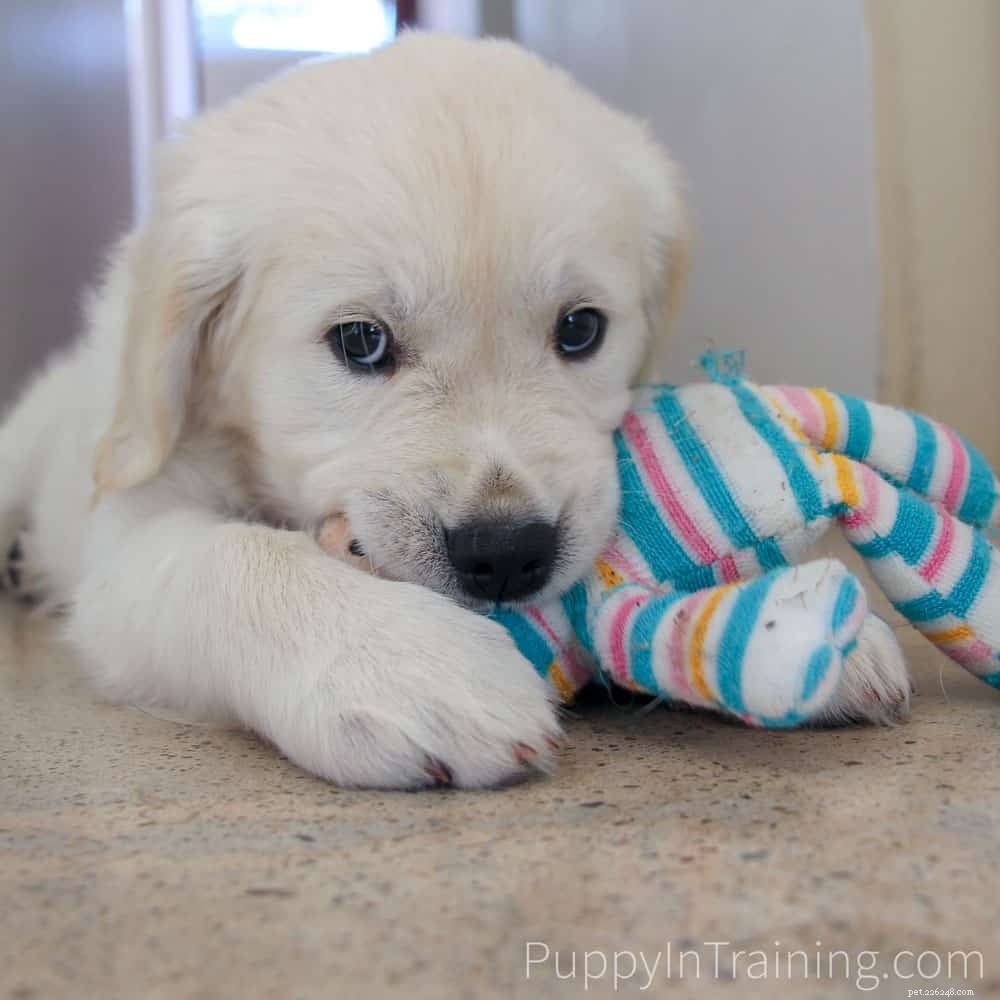 2019 Guide to the Best Dog Foods, Treats & Toys