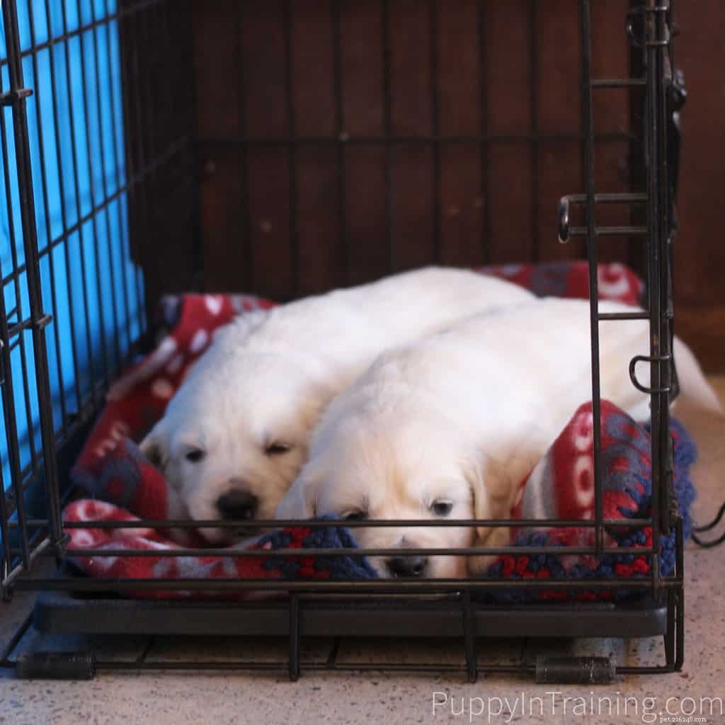 Choosing the Best Dog Crate for Your Puppy: Expert Guidance