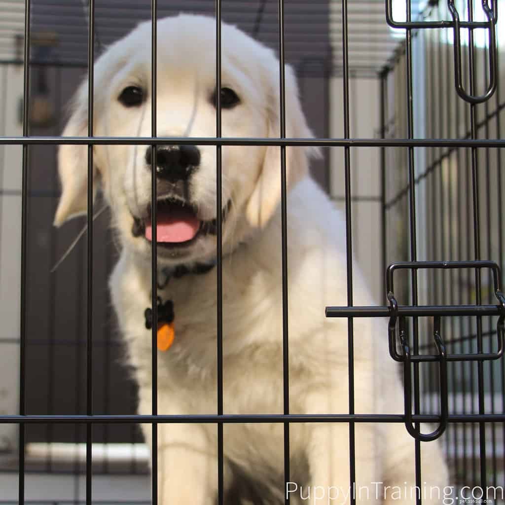Choosing the Best Dog Crate for Your Puppy: Expert Guidance