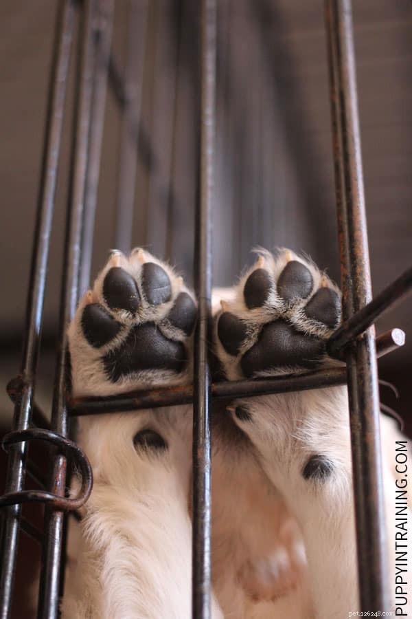 Stop Your Puppy From Barking in His Crate at Night – Proven Training Tips