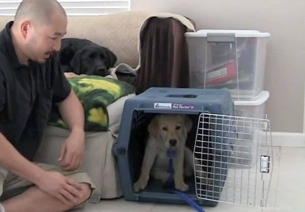 Stop Your Puppy From Barking in His Crate at Night – Proven Training Tips