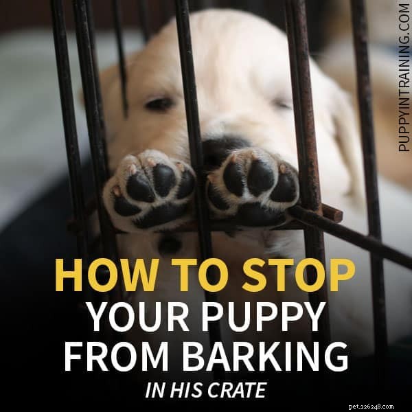 Stop Your Puppy From Barking in His Crate at Night – Proven Training Tips
