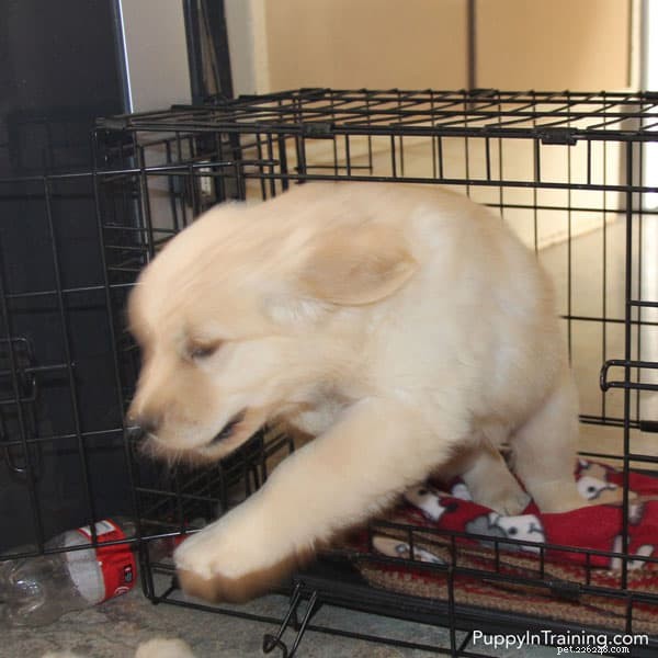 Stop Your Puppy From Barking in His Crate at Night – Proven Training Tips