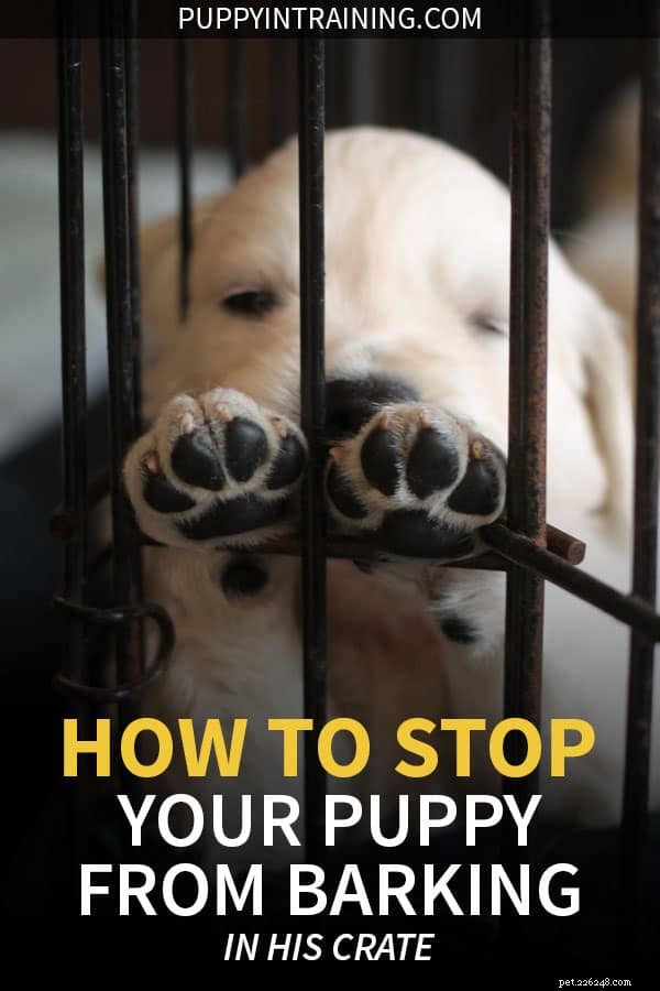 Stop Your Puppy From Barking in His Crate at Night – Proven Training Tips