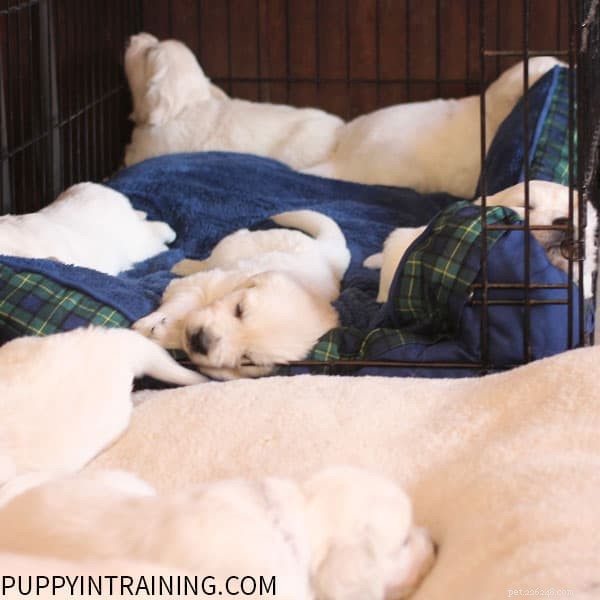 Stop Your Puppy From Barking in His Crate at Night – Proven Training Tips