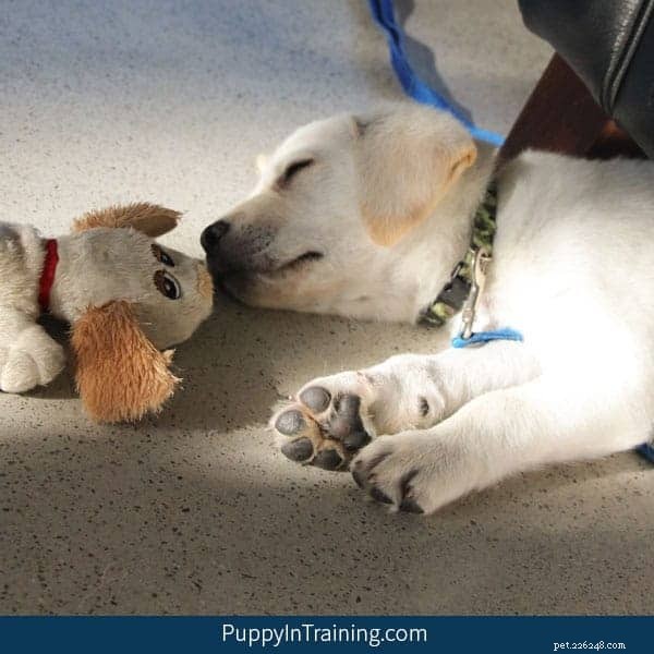 Guide Your New Puppy Through a Smooth First Night at Home