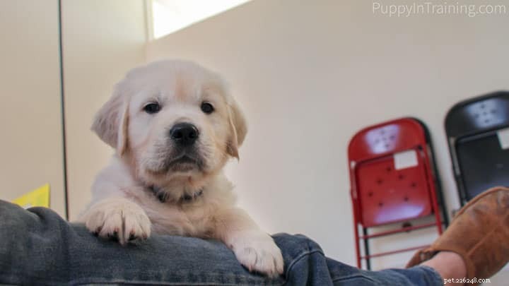 Guide Your New Puppy Through a Smooth First Night at Home