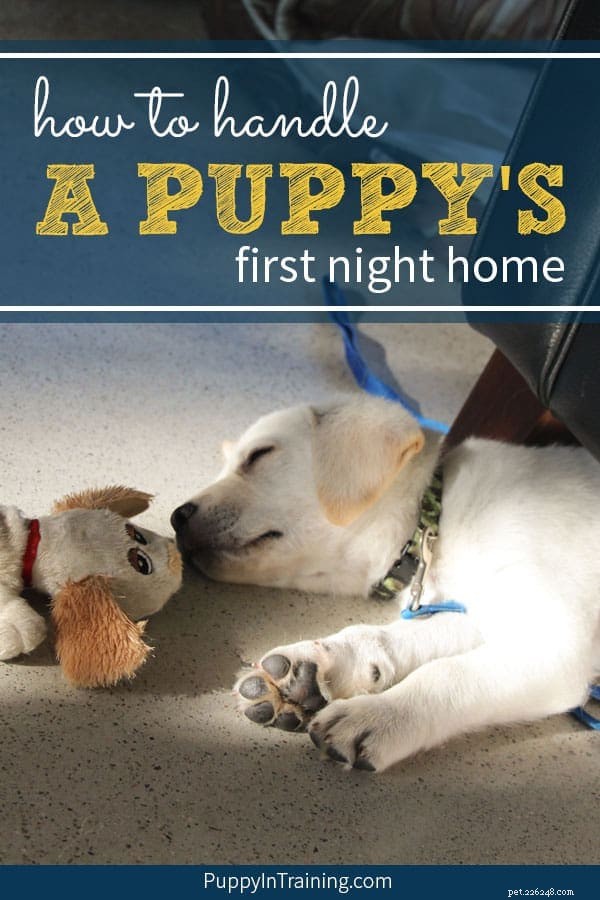 Guide Your New Puppy Through a Smooth First Night at Home