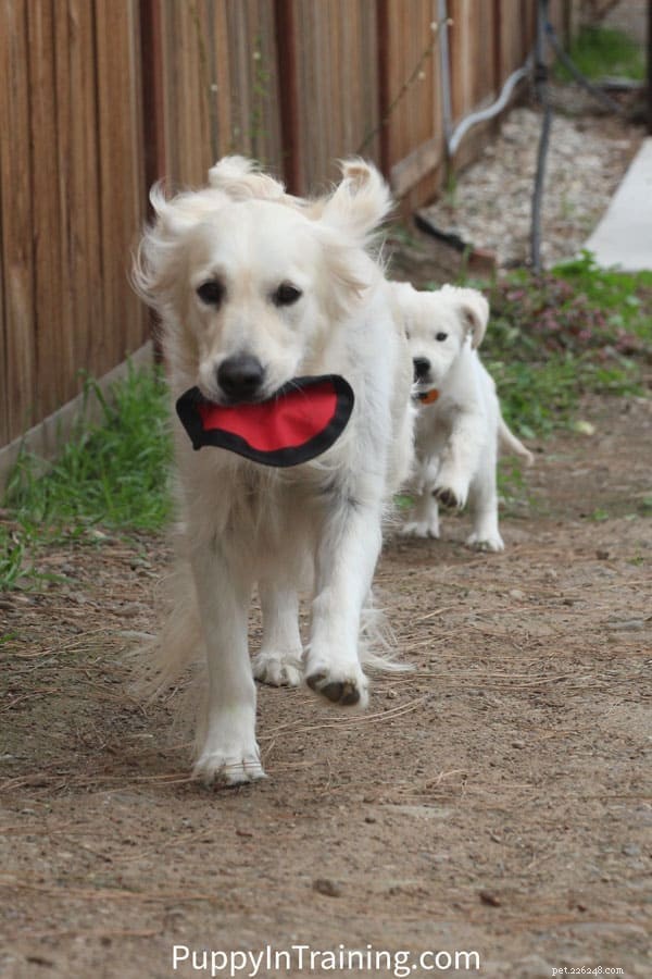 Expert Guide: Turning an Untrainable Dog Into a Well‑Behaved Companion