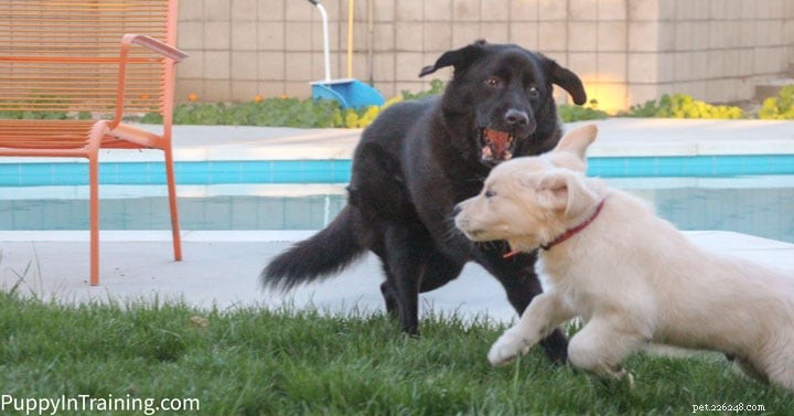 Expert Guide: Turning an Untrainable Dog Into a Well‑Behaved Companion