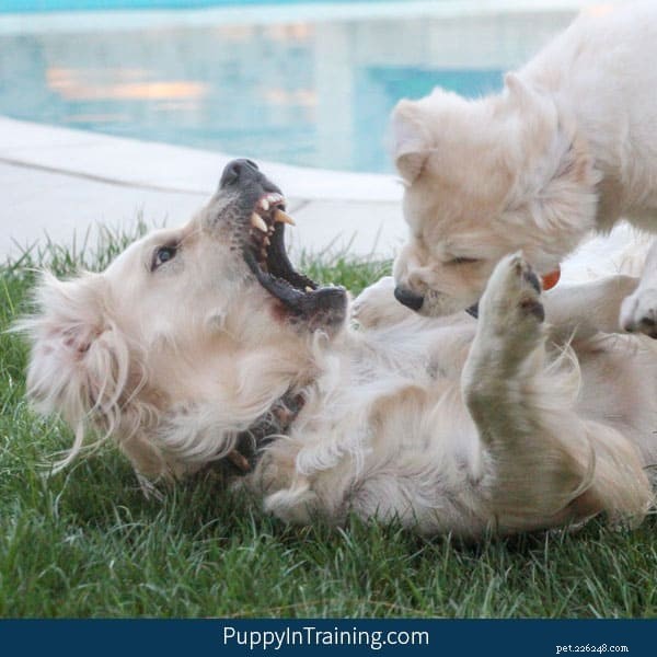 Expert Guide: Turning an Untrainable Dog Into a Well‑Behaved Companion