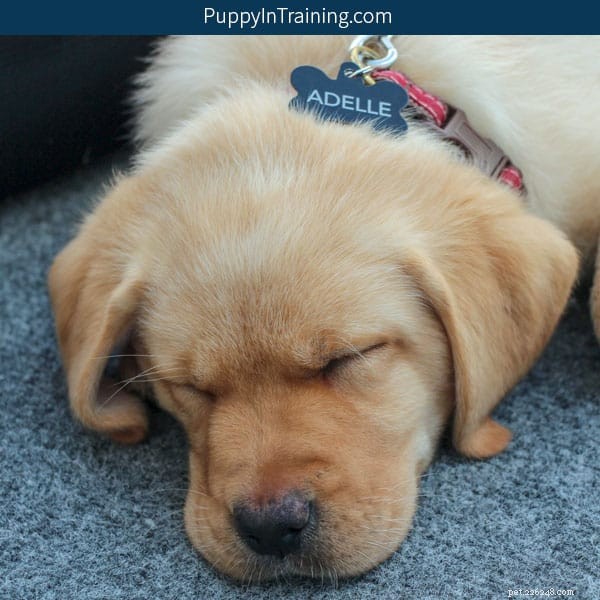 My Puppy Hates His Collar? Learn How to Make Collaring Stress‑Free