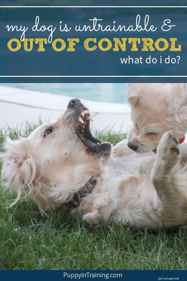 Expert Guide: Turning an Untrainable Dog Into a Well‑Behaved Companion