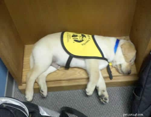 My Puppy Hates His Collar? Learn How to Make Collaring Stress‑Free