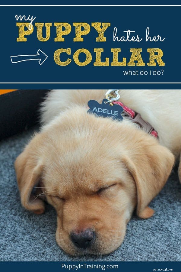 My Puppy Hates His Collar? Learn How to Make Collaring Stress‑Free