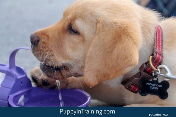 My Puppy Hates His Collar? Learn How to Make Collaring Stress‑Free