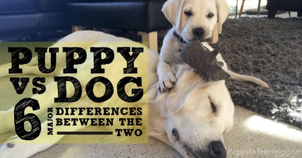 Puppy vs. Dog: 6 Key Differences to Guide Your Choice