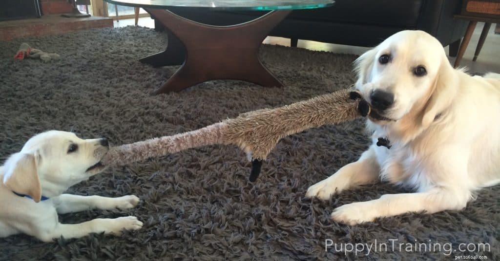 Puppy vs. Dog: 6 Key Differences to Guide Your Choice