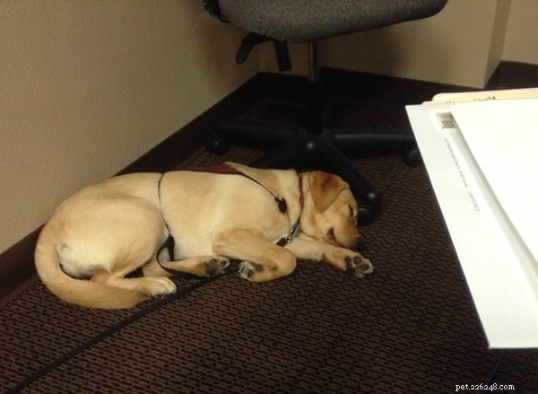 Essential Commands for Training Service Dogs