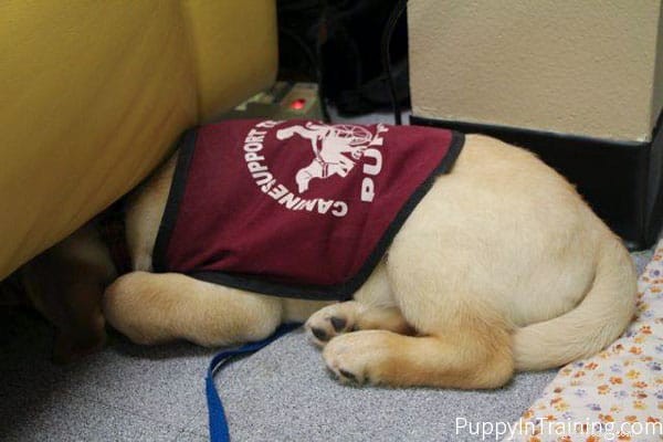 Essential Commands for Training Service Dogs