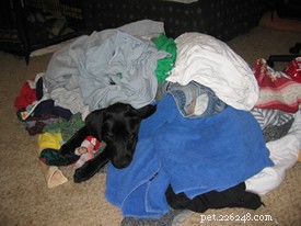 Adopting My First Puppy, Linus: A Trusted Guide to Choosing and Caring for Your New Best Friend