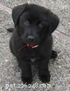 Adopting My First Puppy, Linus: A Trusted Guide to Choosing and Caring for Your New Best Friend