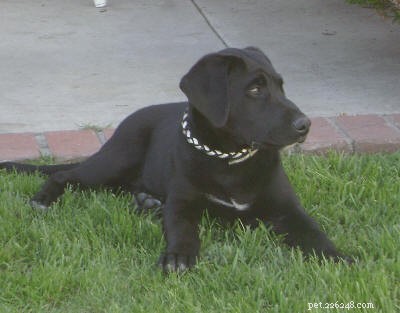 Cuddly Canines Puppy Adoption Event – March 29 in Newport, CA