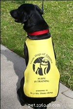 Adopt a Service Dog Puppy: A Trusted Guide to Caring for a Disability Assistance Dog