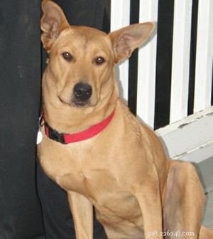 Adopt Molly, the Friendly Lab Mix: A Trusted Puppy Rescue Story