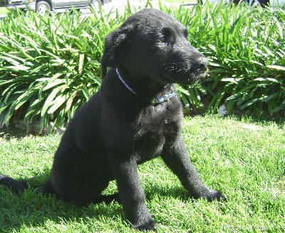 Cuddly Canines Puppy Adoption Event – March 29 in Newport, CA