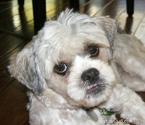 Fiona the Lhasa Apso Mix: Adoption Guide & Care Tips