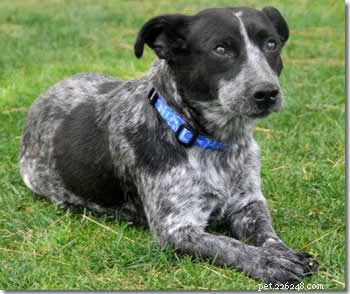 Adopt a Queensland Heeler Mix Puppy: Find Your New Companion Today