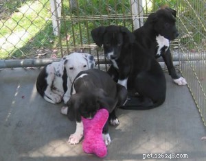 Animal Shelters Facing Adoption Crisis Amid Record Pet Populations