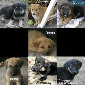 Do Puppies in a Single Litter Have Multiple Fathers? Find Out Why