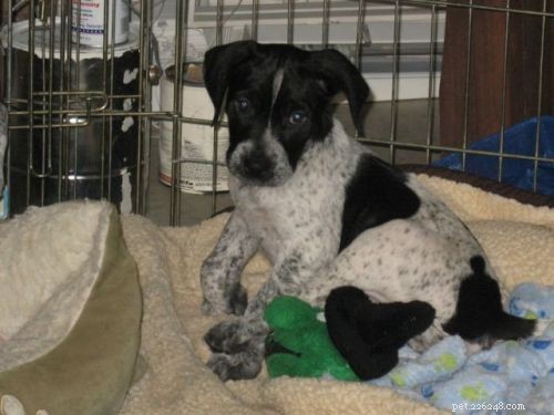 Adopt a Labrador‑Retriever/Pointer Mix – Find Your New Loyal Companion