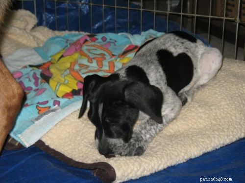 Adopt a Labrador‑Retriever/Pointer Mix – Find Your New Loyal Companion