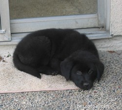 Why Black Dogs Face Higher Euthanasia Rates: Understanding Big Black Dog Syndrome