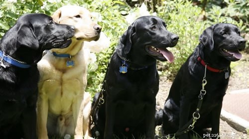 Why Black Dogs Face Higher Euthanasia Rates: Understanding Big Black Dog Syndrome