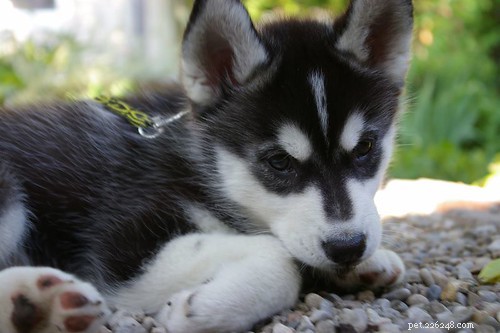 Puppy In Training: My Journey – Timeline Part 2