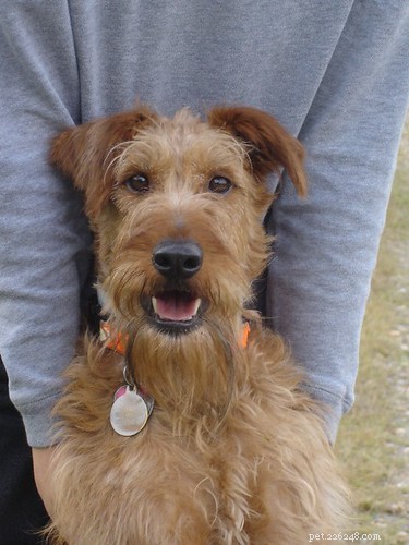 Puppy In Training: My Journey – Timeline Part 2