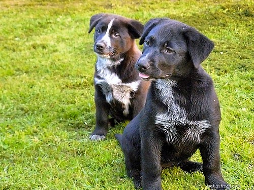 Puppy Training Journey: My Personal Timeline – Part 1