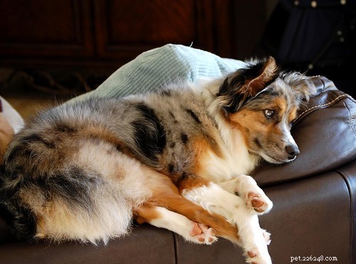 Puppy In Training: My Journey – Timeline Part 2
