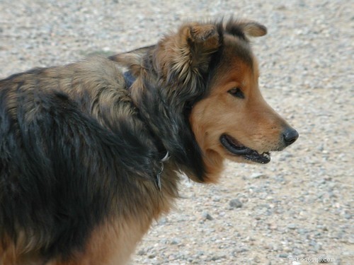 Puppy In Training: My Journey – Timeline Part 2
