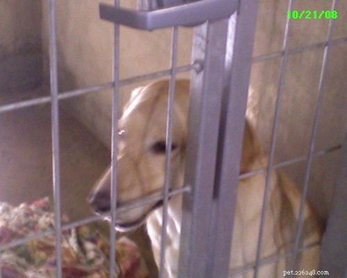 Why Adopting a Shelter Dog Is the Smart Choice
