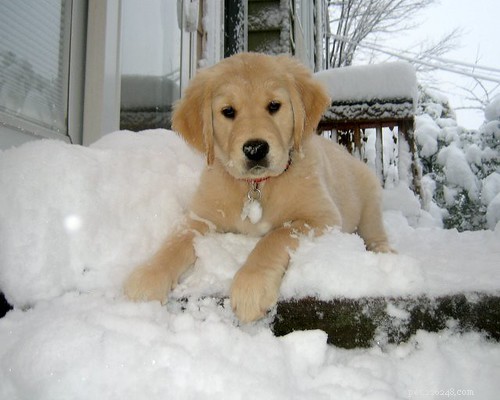 Puppy Training Journey: My Personal Timeline – Part 1