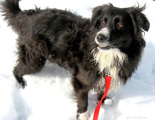 Puppy Training Journey: My Personal Timeline – Part 1