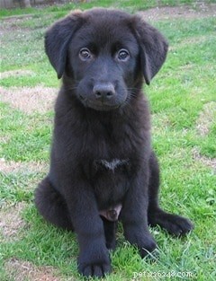 Choosing Your Ideal Puppy: A Practical Guide to Finding the Perfect Companion