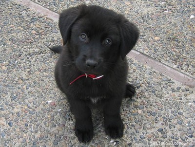 How to Choose the Right Dog: Focus on Personality, Not Just Color